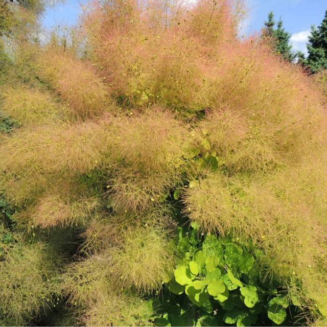 Arbre à perruque 'Lemon Lady' - Cotinus (Hortival Diffusion)