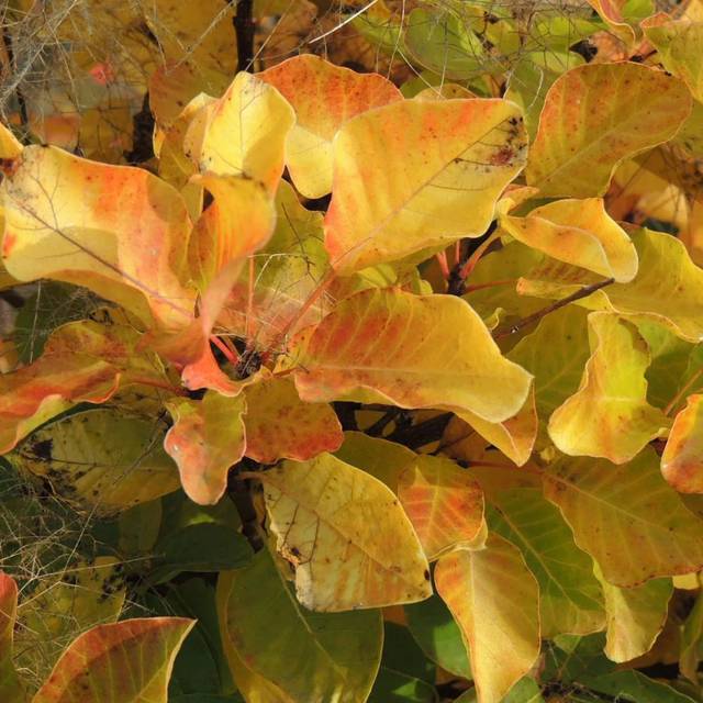Arbre à perruque 'Lemon Lady' - Cotinus (Hortival Diffusion)