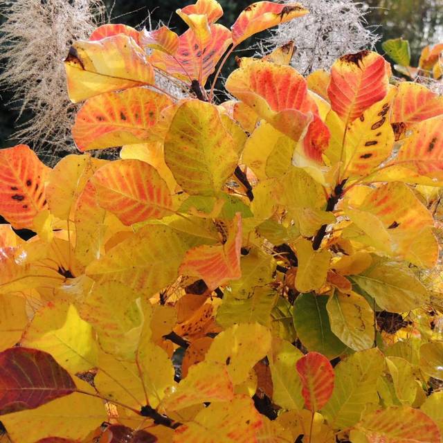 Arbre à perruque 'Lemon Lady' - Cotinus (Hortival Diffusion)