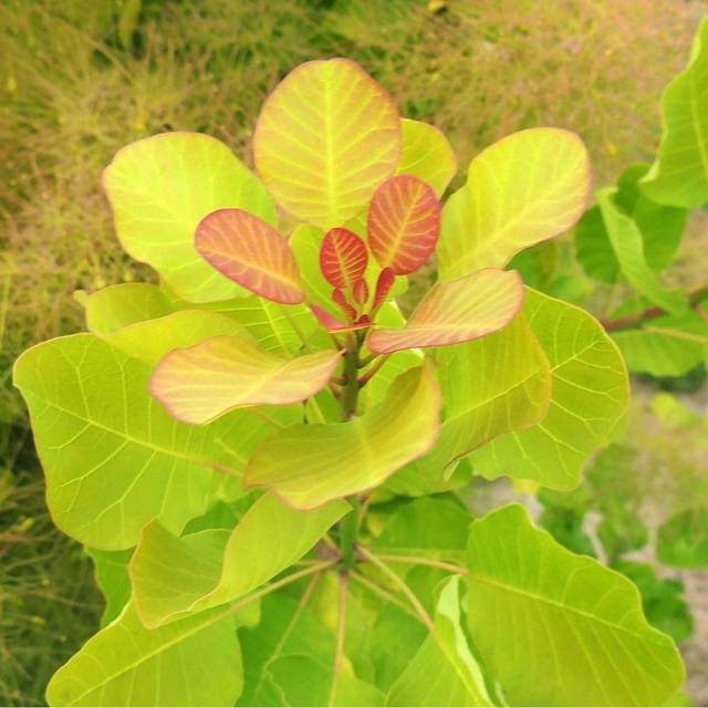 Arbre à perruque 'Lemon Lady' - Cotinus (Hortival Diffusion)