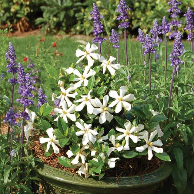 Gardénia jasminoides Pinwheel (Globe Planter)