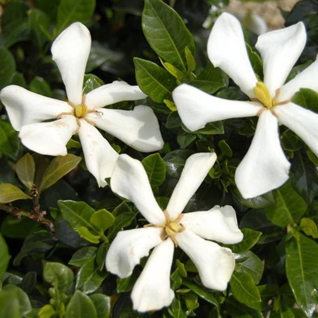 Gardénia jasminoides Pinwheel (Globe Planter)