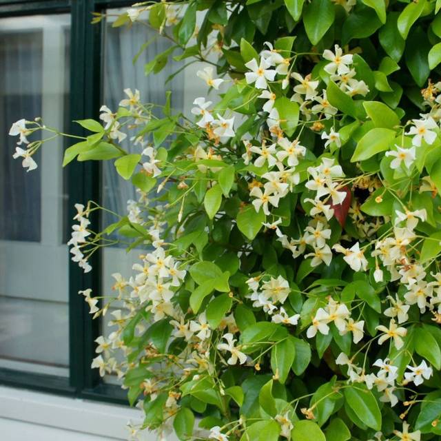 Jasmin étoilé Star of Toscane® 'Selbra' (D.R Travers)
