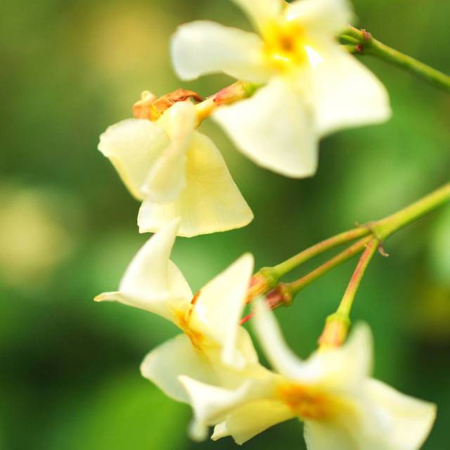 Jasmin étoilé Star of Toscane® 'Selbra' (D.R Travers)