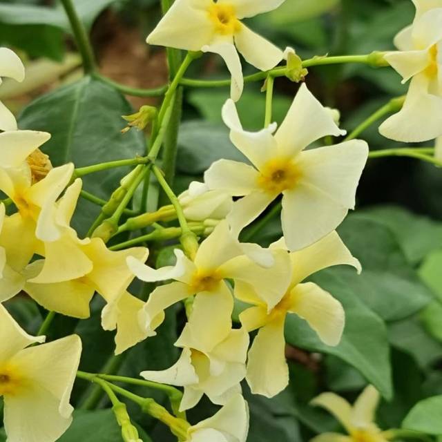 Jasmin étoilé Star of Toscane® 'Selbra' (D.R Travers)
