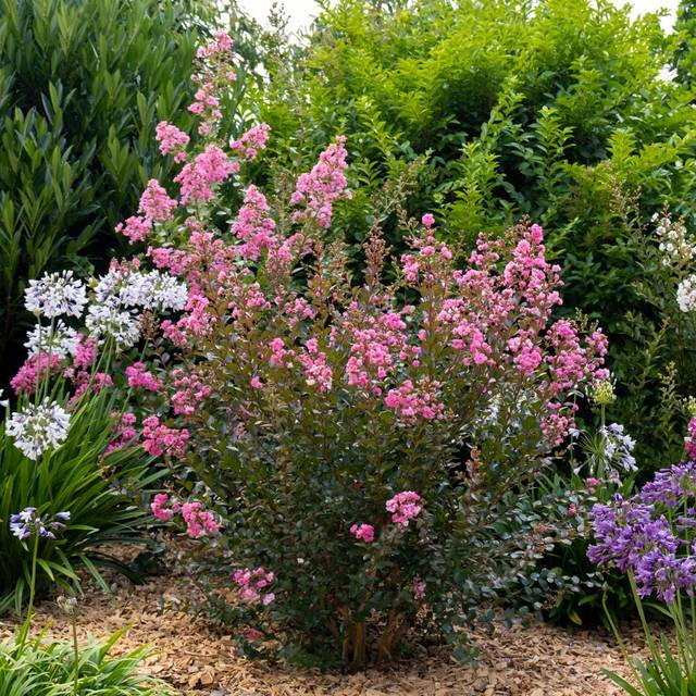 Lilas des Indes GOURMET Choco Pink 'Lagvap' (Lagerstroemia) (Globe Planter)
