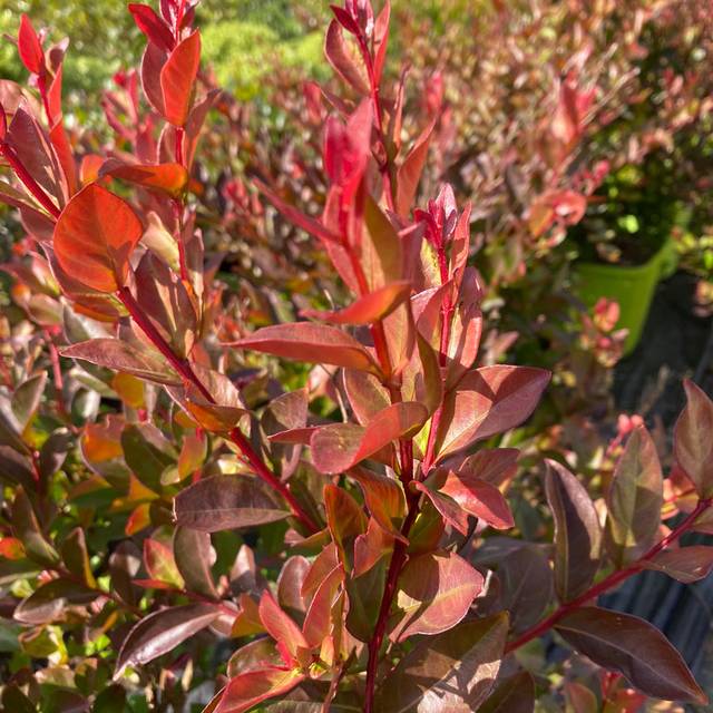 Lilas des Indes GOURMET Choco Pink 'Lagvap' (Lagerstroemia) (Globe Planter)