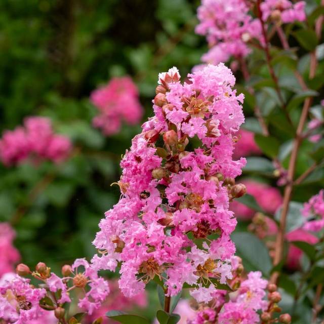 Lilas des Indes GOURMET Choco Pink 'Lagvap' (Lagerstroemia) (Globe Planter)
