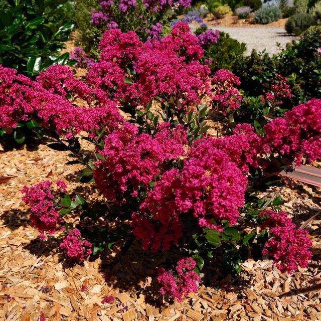 Lilas des Indes Kiss 'Milarosso' (Lagerstroemia) (Globe Planter)