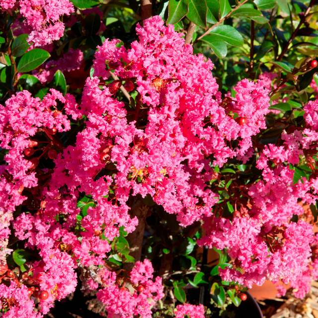 Lilas des Indes Kiss 'Milarosso' (Lagerstroemia) (Globe Planter)