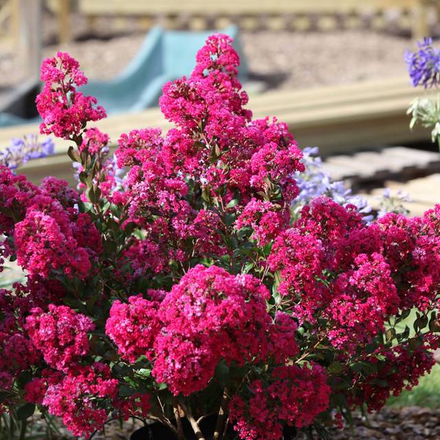 Lilas des Indes Kiss 'Milarosso' (Lagerstroemia) (Globe Planter)