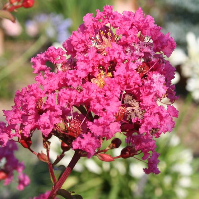 Lilas des Indes Kiss 'Milarosso' (Lagerstroemia) (Globe Planter)