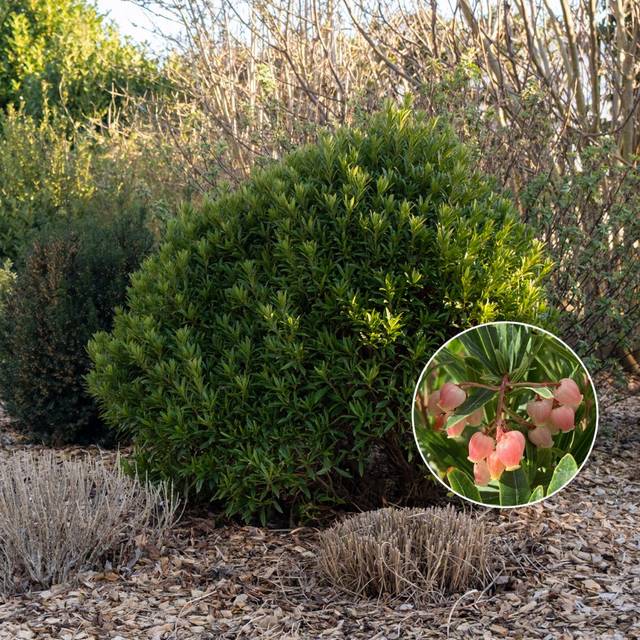Arbousier ou Arbre aux fraises 'Mercurius' (Globe Planter)