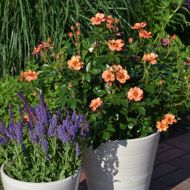 Rosier Décorosier Baïa® (VERDIA)