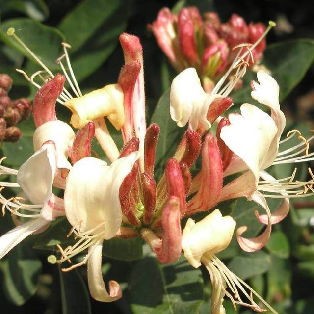 Chèvrefeuille CAPRILIA® Cream 'Inov 71' (D.R Travers)
