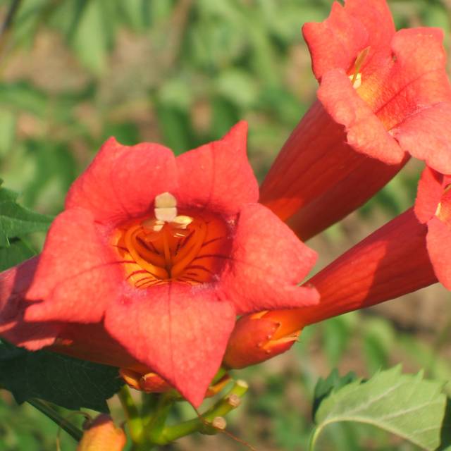 Bignone Tango® 'Huidan' (D.R Travers)