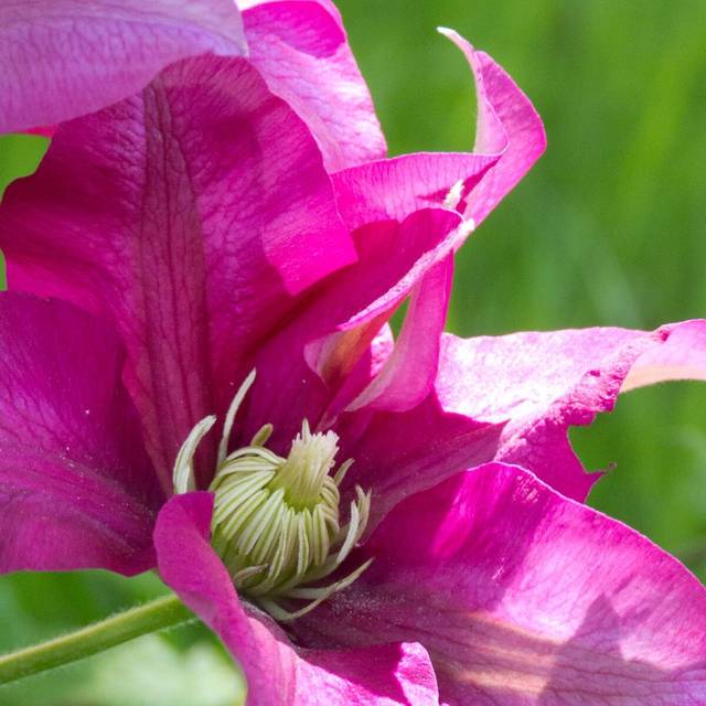 Clématite SUCCESS® Magenta 'Tra73' (D.R Travers)