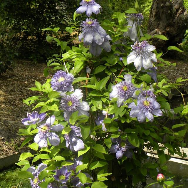 Clématite Blue Light® (D.R Travers)