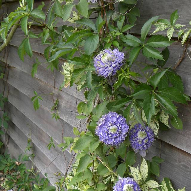 Clématite Blue Light® (D.R Travers)