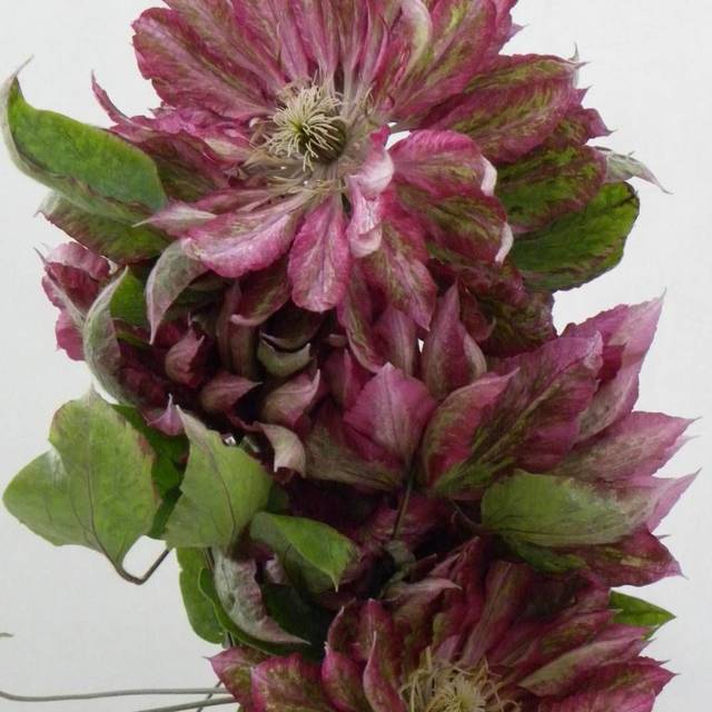 Clématite Kaen (D.R Travers)