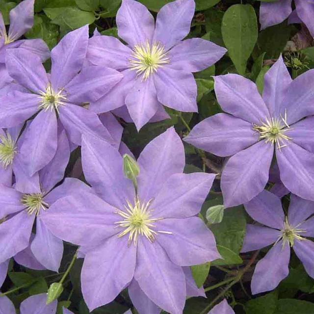 Clématite Fuji Musume (D.R Travers)