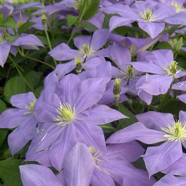 Clématite Fuji Musume (D.R Travers)
