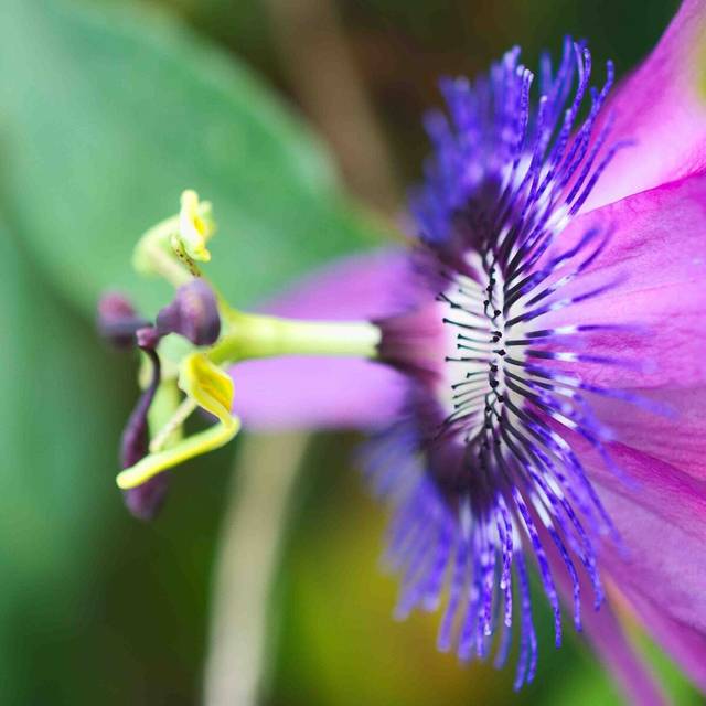 Passiflore Purple Passion® (D.R Travers)