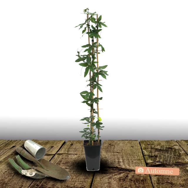 Passiflore Purple Passion® (D.R Travers)