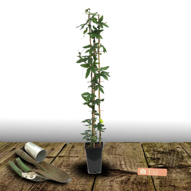 Passiflore Purple Passion® (D.R Travers)