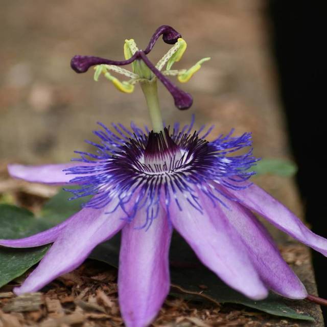 Passiflore Purple Passion® (D.R Travers)