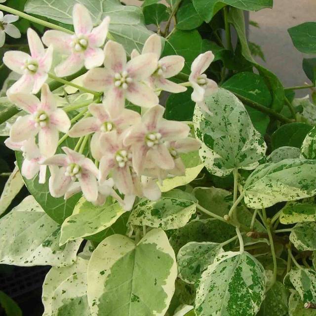 Dregea sinensis Variegata (Star Shower) (D.R Travers)