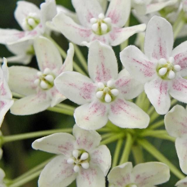 Dregea sinensis Variegata (Star Shower) (D.R Travers)