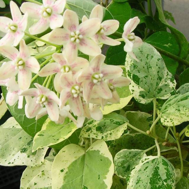 Dregea sinensis Variegata (Star Shower) (D.R Travers)