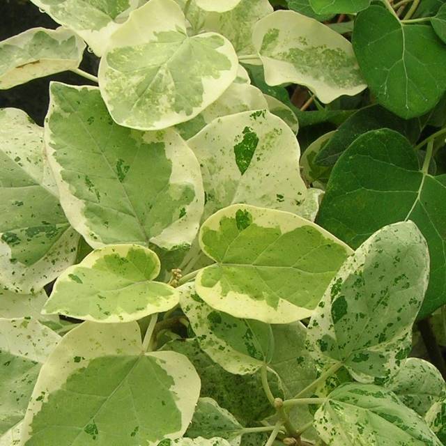 Dregea sinensis Variegata (Star Shower) (D.R Travers)