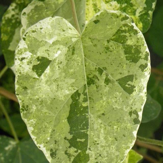 Dregea sinensis Variegata (Star Shower) (D.R Travers)