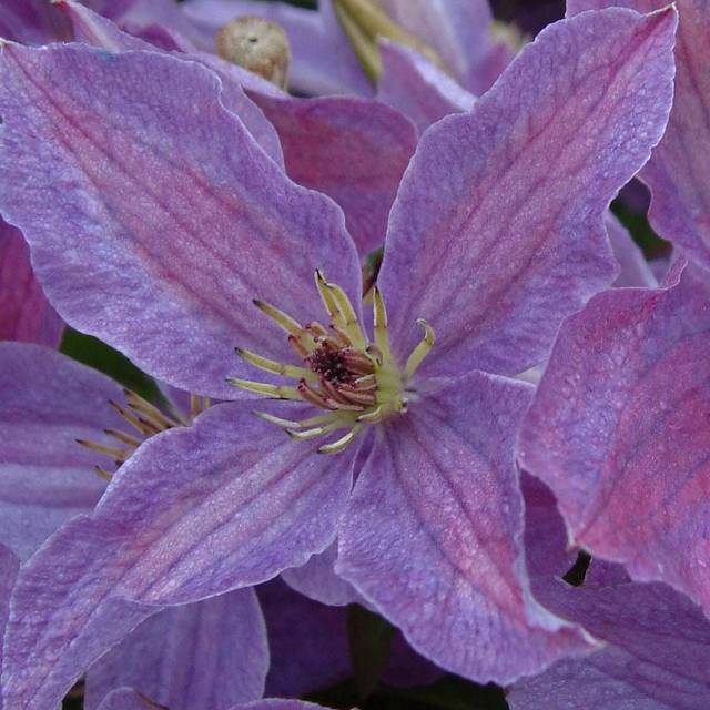 Clématite viticella Sunny Sky® 'Zosusk' (D.R Travers)