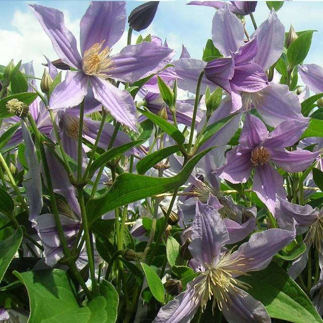 Clématite integrifolia Star River® 'Zostarri' (D.R Travers)