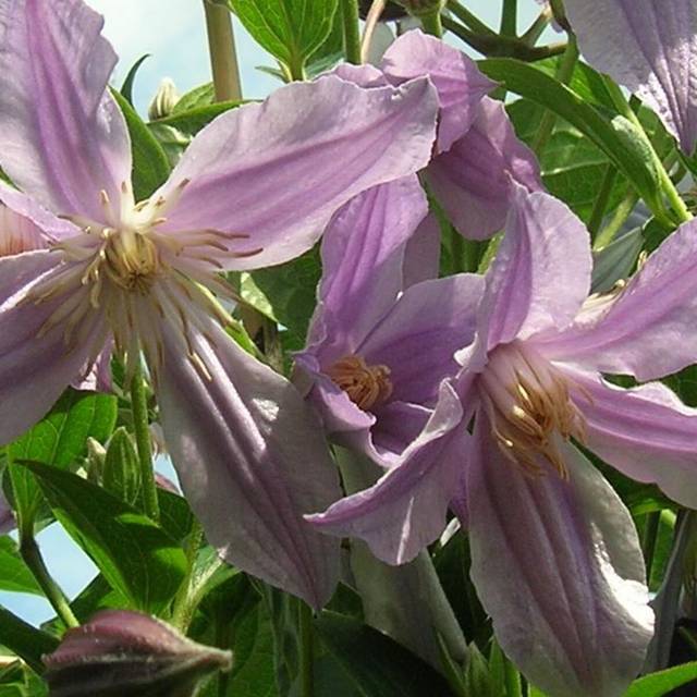 Clématite integrifolia Star River® 'Zostarri' (D.R Travers)
