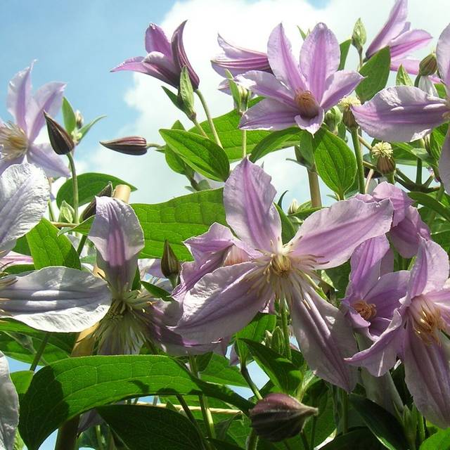 Clématite integrifolia Star River® 'Zostarri' (D.R Travers)