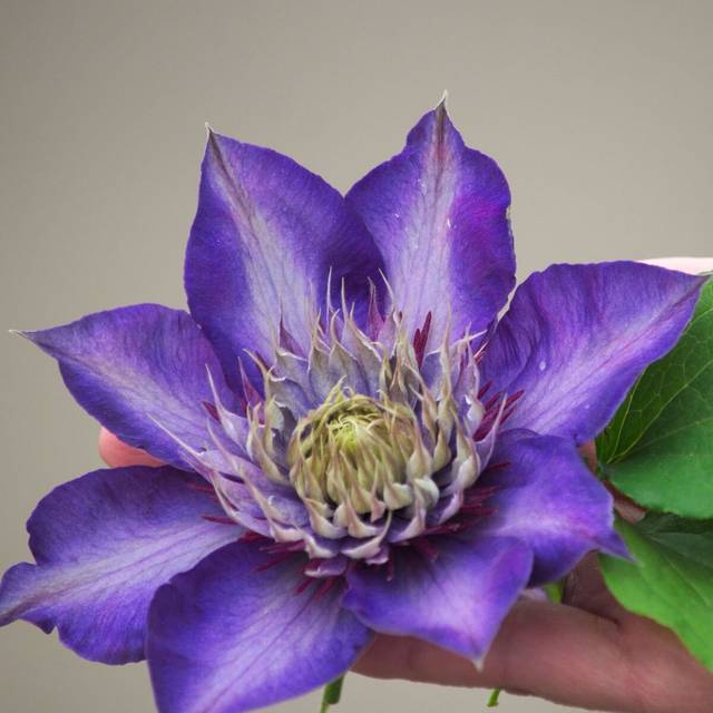 Clématite Multiblue (D.R Travers)