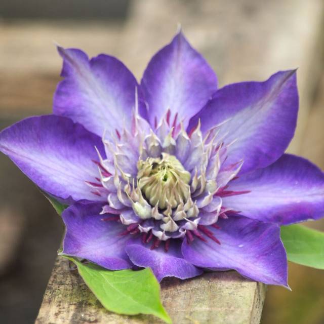 Clématite Multiblue (D.R Travers)