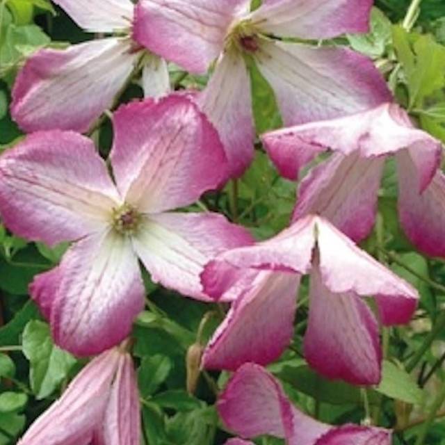 Clématite viticella I Am® Lady Q 'Zoiamlq' (D.R Travers)