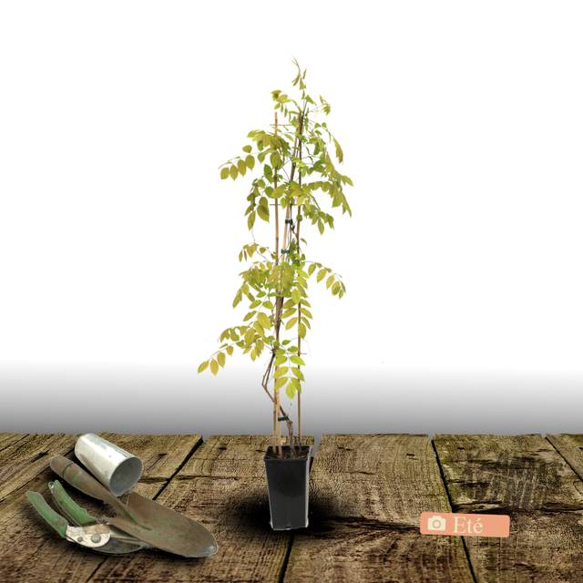 Glycine du Japon Ed's Blue® (D.R Travers)