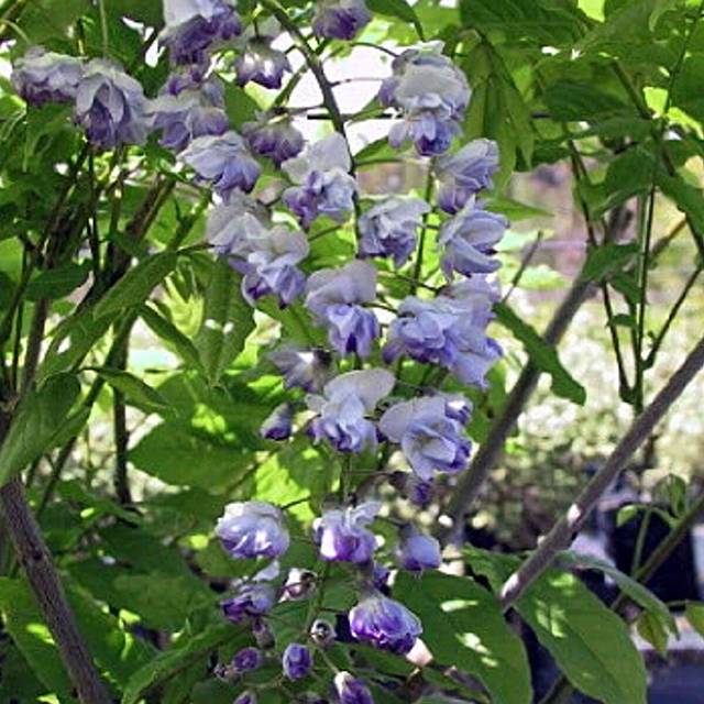 Glycine du Japon Ed's Blue® (D.R Travers)