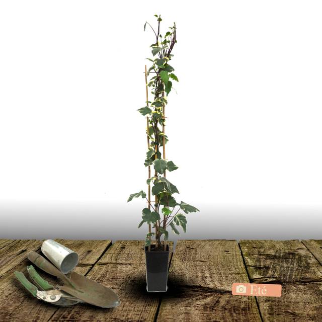 Lierre à patte d'oie Sagittifolia Variegata (D.R Travers)
