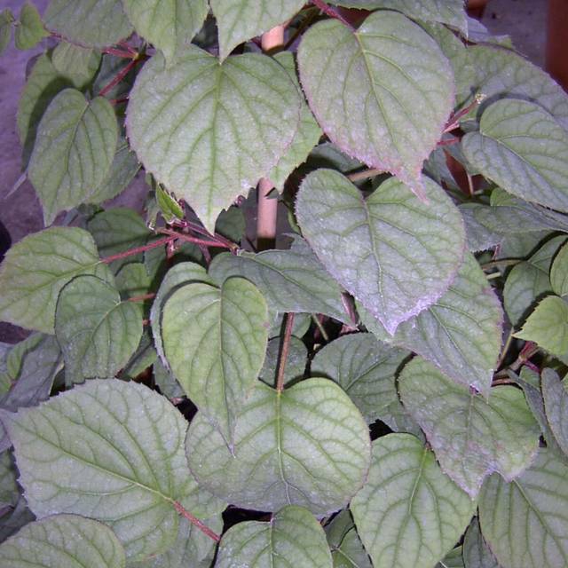 Hortensia grimpant Moonlight (D.R Travers)