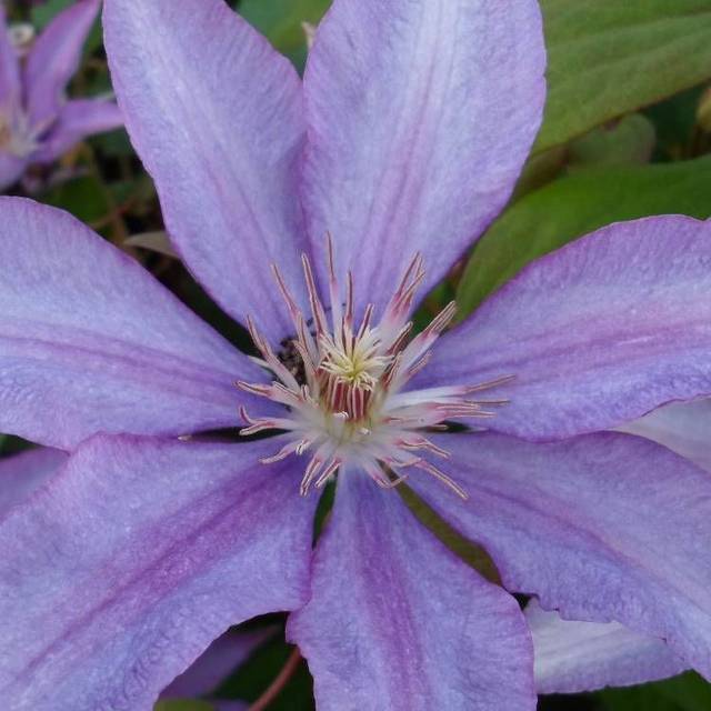 Clématite Bagatelle (D.R Travers)