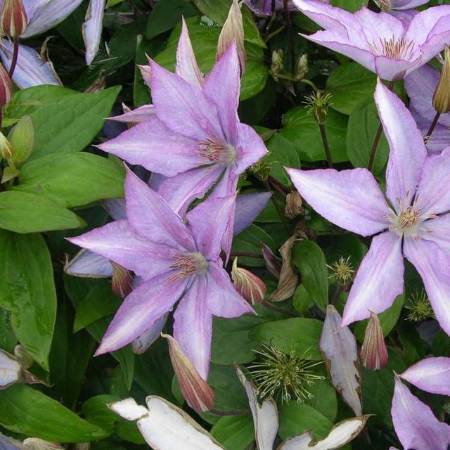 Clématite Bagatelle (D.R Travers)