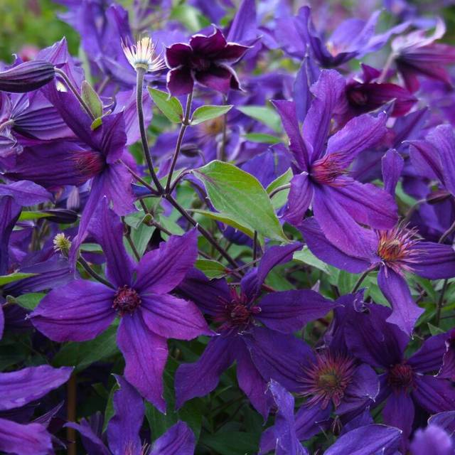 Clématite SAPHYRA® Violetta 'M32-10' (D.R Travers)