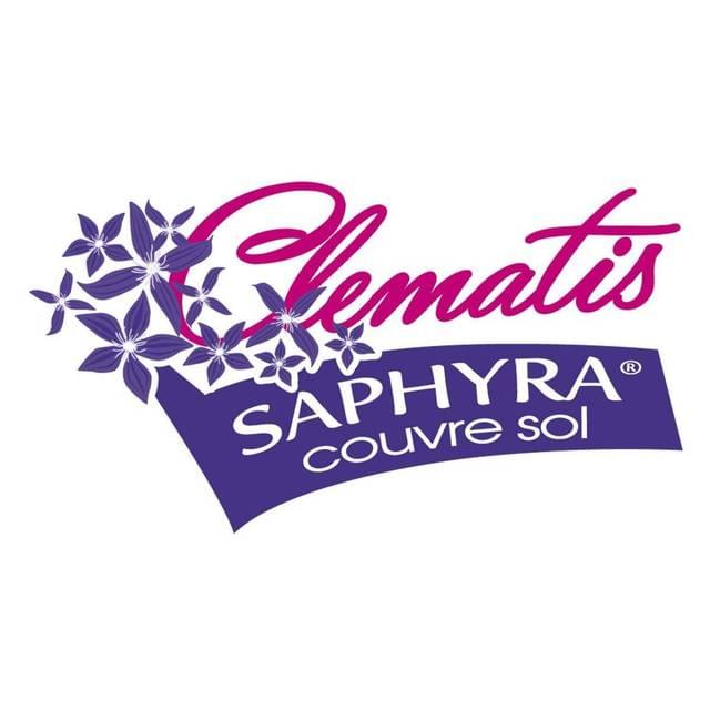 Clématite SAPHYRA® Violetta 'M32-10' (D.R Travers)